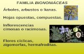 Árboles, arbustos o lianas. Hojas opuestas, …ecaths1.s3.amazonaws.com/botanicasistematica... · FAMILIA BIGNONIÁCEAS Cáliz formado por 5 sépalos, gamosépalo. Corola formada