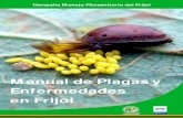 Manual de Plagas y Enfermedades en Frijol - CESAVEG · manejo fitosaniatario del cultivo. Este manual tiene ... transmisores de enfermedades producidas por virus (p.e. virus ... de