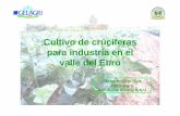 Cultivo de crucíferas para industria en el valle del Ebroagroseguro.es/.../1-CULTIVO_CRUCIFERAS_2015_-_Parte_1.pdf · Y otra de primavera, con transplantes de invierno. También