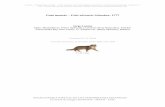 Gato montés – Felis silvestris Schreber, 1777digital.csic.es/bitstream/10261/112481/1/felsil_v4.pdf · los gatos africanos y europeos (Smithers, 1983), la posibilidad de distinguir