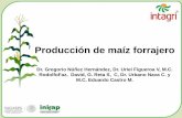 Producción de maíz forrajero - Unisem | Semillas … de producción del cultivo Radiación -Temperatura - Genotipo -Suelo -Intercepción de radiación solar -Suelo -AguaFactores