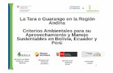 La Tara o Guarango en la Región Sustentables en Bolivia ... · Flujos en la Cadena de la Tara en Ecuador ACOPIO ... VAINA DE GUARAN GO 17 TM 30 TM 21 TM 47 TM 68 TM 84 TM Fuente: