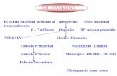 EL OVARIO - ocw.uniovi.esocw.uniovi.es/pluginfile.php/1687/mod_resource/content/1/Tema9.El... · El ovario fetal está próximo al mesonefros riñón funcional temporalmente. 6 –7