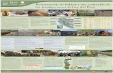 Restauración de hábitat y uso sostenible de los …static1.kew.org/science/tropamerica/peru/poster_chile.pdf · Se utilizan depósitos o baldes para el riego directo de las plantas,