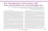 El singular mundo de las levaduras enológicas · En el año 1991 se incorpora a la Universidad de Cádiz crean do el grupo de “Microbiología Aplicada” centrando sus trabajos