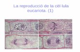 La reproducció de la cèl·lula eucariota. (1)cosmolinux.no-ip.org/recursos_aula/BIO1erBAT/Citologia/Unitat9... · eucariota. (1) La reproducció de la cèl·lula eucariota ... Formen