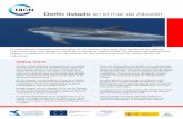 Delfín listado en el mar de Alborán - iucn.org · Unión Europea Fondo Europeo de Desarrollo Regional Invertimos en su futuro Con el apoyo de Delfín listado en el mar de Alborán