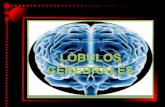 Lóbulo (cerebro) - sa6cd00fb9d22b93d.jimcontent.com · Un lóbulo es una parte de la corteza cerebral que subdivide ... lóbulo ubicado en la zona posterior del cerebro de los mamíferos,