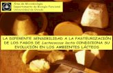 LA DIFERENTE SENSIBILIDAD A LA PASTEURIZACIÓN DE LOS FAGOS ... · detecciÓn y aislamiento de fagos en leche cruda2. detecciÓn y aislamiento de fagos en leche cruda 24 muestras