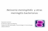 Neisseria meningitidis y otras meningitis bacterianas³rico 14 Microbiología 2... · Meningitis por Haemophilus influenzae Hay cepas de H. influenzae con cápsula y cepas sin cápsula,