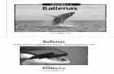 LECTURA • O Ballenaslcollierafhs.weebly.com/uploads/2/1/4/4/21446950/raz_lo02_whales... · Estas ballenas más pequeñas miden entre 1.2 y 1.8 metros (4 a 6 pies) de largo. Los