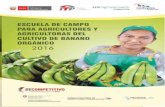 ESCUELA DE CAMPO DE AGRICULTORES Y … · relacionados al manejo del cultivo de banano orgánico, y entorno a los principios de la inves-tigación adaptativa para la experimentación.