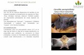 IMPORTANCIA - q.bstatic.com · FICHAS TÉCNICAS MURCIELAGOS Seba's Short puedan estar disminuyendo a la velocidad requerida Considerado como de Carollia perspicillata -tailed Bat