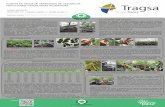 Poster Injerto 7CFE [Modo de compatibilidad]7cfe.congresoforestal.es/sites/default/files/comunicaciones/325.pdf · injerto en verde de variedades de castaÑo de fruto sobre vitroplantas