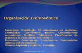 Conceptos. Morfología. El cromosoma en metafase ...ecaths1.s3.amazonaws.com/geneticaveterinaria/532100312.ORGANIZA… · secundarias. Satélites. Telómeros. ... Cromatina y cromosomas