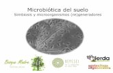 Microbiótica del suelo - agroecologia.net · Pueden tolerar pH ácido, pH básico o pH neutro. Conocemos menos del 10% de las bacterias y éstas representan los organismos más abundantes