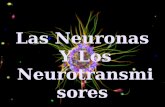 Las Neuronas Y Los Neurotransmi sores · - Es una organela que ... - También conocida como norepinefrina, estimula la liberación de ... - Representa la principal vía de biosíntesis