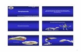 Anatomía AVES 2012 - UCM-Universidad Complutense … · 2013-10-09 · y reintroducción de fauna salvaje. ... Arterias Arterias Arterias Venas Venas. 7 Sistema circulatorio linfático