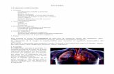 ANATOMÍA T 9. Aparato cardiovascularanatomia1bach.weebly.com/.../8/8/5/7/8857465/9._aparato_cardiovas… · ANATOMÍA T 9. Aparato cardiovascular 1. Corazón Localización, tamaño