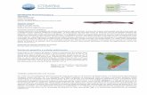 Identificación del recurso - CTMFMctmfm.org/upload/biblioteca/201710/pb_ficha-tecnica-pez-palo... · CTMFM 2017 - Ficha técnica Pez palo (Percophis brasiliensis) 3 El pez palo presenta