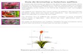Guía de bromelias y helechos epífitos - Comisión ... · Guía de bromelias y helechos epífitos El nombre de bromelias se aplica a las plantas que conocemos como tenchos en Veracruz,