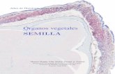 SEMILLA - Inicio. Atlas de Histología Vegetal y Animal · 2018-04-27 · Atlas de Histolog´ıa Vegetal y Animal ... est a formada por el embri on y por tejido nutri-tivo. La semilla