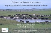 Cojeras en bovinos lecheros Impacto productivo y en ...lactividad.org/wp-content/.../2015/09/Cojeras-en-Bovinos-Lecheros.pdf · Instalaciones Factores de Riesgo de la Enfermedad Podal