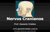 I – Nervo Olfatório - Dr. Gerardo Cristinogerardocristino.com.br/novosite/aulas/Neuroanatomia/Aulas/Outras/... · Nervios Craneanos - Anatomía y clínica - Pauwels, Akesson, Stewart