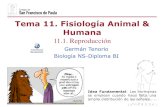 Tema 11. Fisiología Animal & Humanadpbiologia.weebly.com/uploads/2/1/5/5/21553524/gtp_t11.fisiologia... · Hormona testosterona Alrededor de la 8ª semana de gestación, cuando el