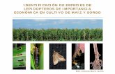 IDENTIFICACIÓN DE ESPECIES DE LEPIDOPTEROS DE … Identificacion de... · identificaciÓn de especies de lepidopteros de importancia econÓmica en cultivo de maÍz y sorgo . biól.