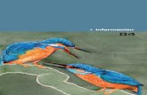+ información 04 - juntadeandalucia.es · Ejemplos de especies alóctonas son el cangrejo de río americano (Procambarus clar-kii), el galápago de Florida (Trachemys scrip- ...