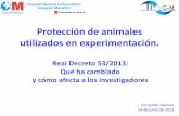 Protección de animales utilizados en experimentación. · (véase Información relacionada en la columna de la derecha de esta ficha) 5. Informe no Técnico . Autorización de Proyectos