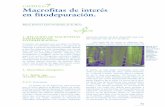CAPÍTULO Macrofitas de interés en fitodepuración. · ble en el manejo de los humedales artificiales– ... Manual de fitodepuración. Filtros de macrofitas en flotación Inflorescencias