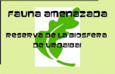FAUNa amenAZada - Bizkaia 21 · 2011-02-22 · FAUNa amenAZada RESERVA DE LA BIOSFERA de URDAIBAI. INICIO ... y que actualmente no se encuentren en peligro de extinción ni ... degradados