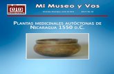 Plantas medicinales autóctonas de nicaragua 1550 d.c. Mi MuseoNo32.pdf · braduras en los huesos, así como las dolencias en el cuerpo. Entre las afirmaciones descrita por Ovie-do