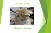 Cultivo de hongos Pleurotus ostreatus · desinfección del sustrato Mezclar con el agua en un bote de 5 galones, 12 onzas de cal hidratada. ... Colocarla en el escurridor, rosear