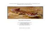 INVENTARIO DE LOS MOLUSCOS DE LA MARINA … MARINA/DOC-16-Inventario de los... · Inventario de moluscos Marina de Arrecife, Lanzarote INTRODUCCIÓN.