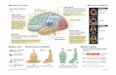 Efectos en el cerebro Fotos de la meditaciónestaticos.elmundo.es/elmundosalud/documentos/2003/11/grafico547.pdf · Efectos en el cerebro Fotos de la meditación Regula el medio interno