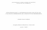 PROLIFERACION Y DIFERENCIACION CELULAR EN …biblioteca.ucm.es/tesis/19911996/D/1/D1010001.pdf · DEPARTAMENTO DE BIOQUIMICA Y BIOLOGíA MOLECULAR II FACULTAD DE FARMACIA UNiVERSIDAD