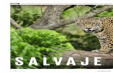 salvaje otra vez - proyectoibera.org · En el Iberá se está realizando el mayor experimento de reintroducción de especies del continente, lo que cambiará la fisonomía de los