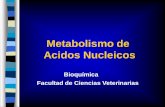 Metabolismo de Acidos Nucleicosecaths1.s3.amazonaws.com/catbioquimicavet/Clase 9... · Pu y Pi Exógenas Pu y Pi Endógenas Absorción Intestinal Biosíntesis Degradación de Acidos