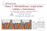 Tema 7. Metabolismo, respiración celular y fotosíntesisdpbiologia.weebly.com/uploads/2/1/5/5/21553524/gtp_t7.respiración... · Embden-Meyerhof consiste en la conversión de una