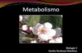 Metabolismo - webzoom.freewebs.com · • Metabolismo: es el total de las reacciones químicas que ocurren en una célula. • Las reacciones se encadenan en sucesiones llamadas vías