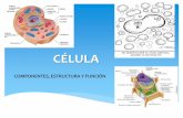 CÉLULA - sgcciencias.files.wordpress.com · MEMBRANA PLASMÁTICA: una membrana que la separa del medio ... membranosos aplanados y ... movimiento de los orgánulos y en el de la