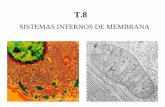 SISTEMAS INTERNOS DE MEMBRANA - …iesvinalopo.com/.../2016/12/T.8.-Sistemas-internos-de-membrana.pdf · ... Regeneración membrana plasmática. ... Renovar componentes de la membrana
