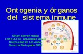 Ontogenia y organos del sistema inmunológico - … · Ontogenia y órganos del sistema inmune. Funciones del sistema inmune • Responder frente a los agentes extraños, con alta