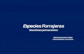 Presentación de PowerPoint - Praderas y Pasturaspraderasypasturas.com/files/menu/catedras/praderas_y_pasturas/2013… · Lixiviación NO. 3-43 – 57 - 110. Consumo, Digestibilidad