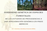 DIVERSIDAD GENÉTICA DE ESPECIES FORESTALES · Gimnospermas. ADAPTACIÓN a cambios medioambientales factores bióticos y abióticos alternancia estacional. calentamiento árboles