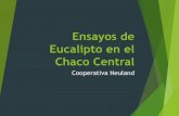 Ensayos de Eucalipto en el Chaco - arp.org.py€¦ · presión del gobierno hacia el cumplimiento de leyes ambientales ... En uno de los ensayos con especies exóticas fueron ...