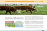 Ecofisiología de plantas forrajeras - El Sitio de la ...produccion-animal.com.ar/produccion_y_manejo_pasturas/pastoreo... · mente importante ya que la tasa de crecimiento está